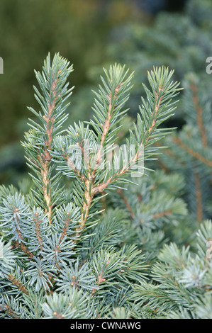 Black Spruce Picea mariana (Pinaceae) Stock Photo