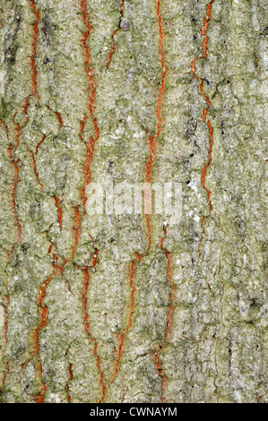 Turkey Oak Quercus cerris (Fagaceae) Stock Photo