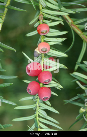 Common Yew Taxus baccata Taxaceae Stock Photo