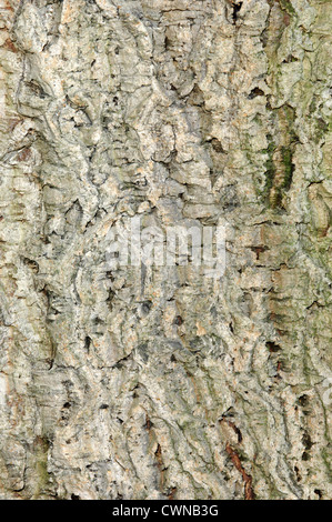 Cork Oak Quercus suber (Fagaceae) Stock Photo