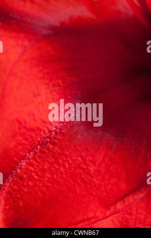 Amaryllis Hippeastrum Red Lion detail of flower Stock Photo