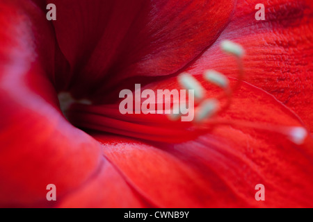 Amaryllis Hippeastrum Red Lion detail of flower Stock Photo