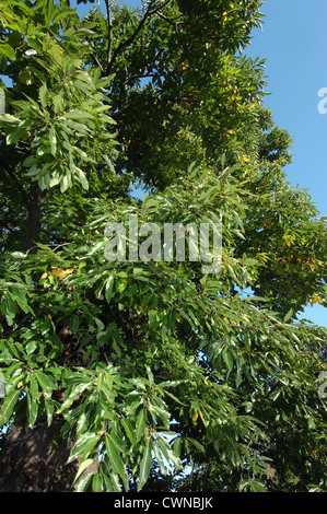 Sweet Chestnut Castanea sativa Fagaceae Stock Photo