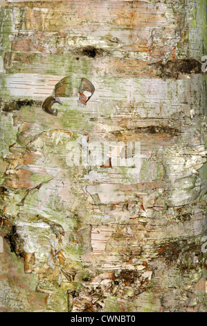 Paper-bark Birch (Canoe-bark Birch) Betula papyrifera (Betulaceae) Stock Photo