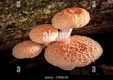 Rhodotus palmatus, aka netted rhodotus, rosy veincap or wrinkled peach ...