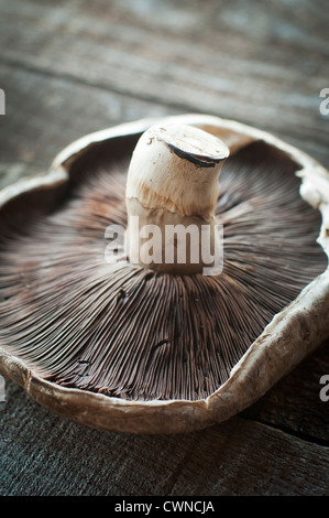 Large fresh portobello mushroom on wood planks Stock Photo