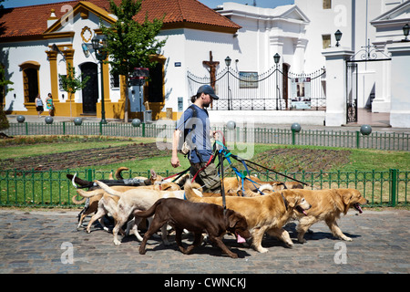 Dog Walker, Buenos Aires, Argentina. Stock Photo