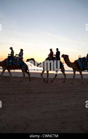 Groups of tourists on a sunset camel trek, Cable beach, Broome, Western Australia Stock Photo