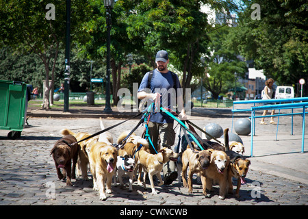 Dog Walker, Buenos Aires, Argentina. Stock Photo