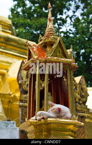 Cat Sleeping in Prathat Sanhai Stock Photo