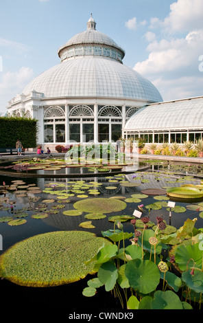 Waterlilies at the Enid A Haupt Conservatory at the New York Botanical Garden in the Bronx, New York City Stock Photo