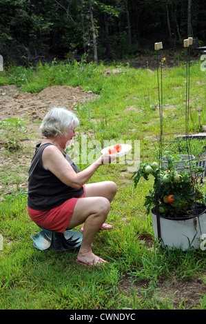 Mature woman picking organic tomatoes in greenhouse Stock Photo - Alamy