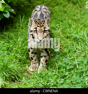 Clouded Leopard Standing on Grass Neofelis Nebulosa Stock Photo