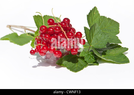 Red currants in a bowl with leaves isolated on white background Stock Photo