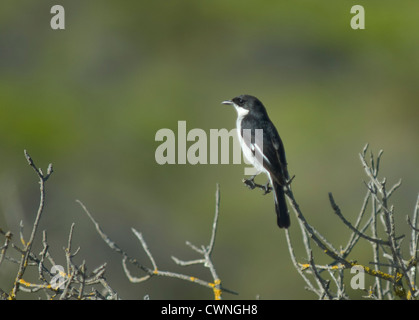 Fiscal Flycatcher (Sigelus silens) in De Hoop National Park, South Africa Stock Photo