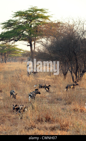 A pack of African Wild Dogs (Lycaon pictus) hunting, the Selous Game Reserve, Tanzania Africa Stock Photo