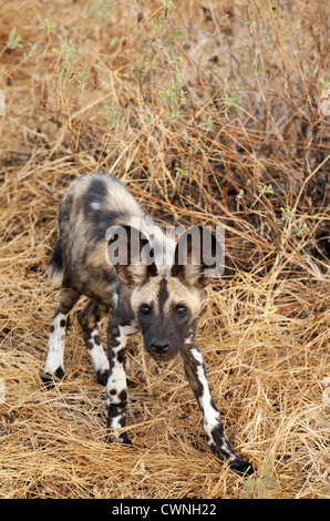 African Wild Dog pup (Lycaon Pictus), the Selous Game reserve, Tanzania Africa Stock Photo