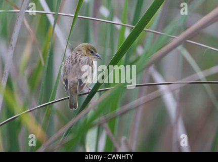 Ploceus melanocephalus - Black-headed Weaver Female sat on a reed Stock Photo