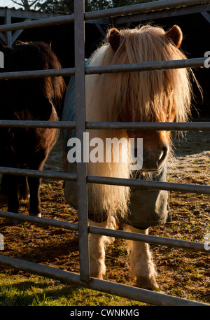 Two Shetland ponies looking through a metal gate, one wearing a winter  turnout rug Stock Photo