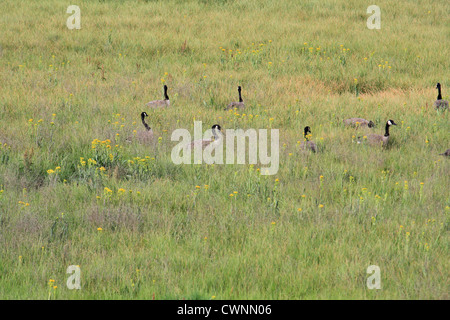 Canadian geese in a field the Yellowstone national park, Wyoming, USA Stock Photo
