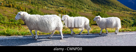 Three sheeps walking along road. Norway landscape. Stock Photo