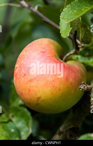 Malus domestica 'Sunset'. Apples growing in an English orchard. Stock Photo