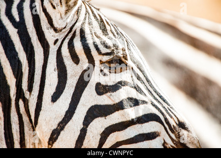 NGORONGORO CRATER, Tanzania — Closeup of the right side of a zebra's face at Ngorongoro Crater in the Ngorongoro Conservation Area, part of Tanzania's northern circuit of national parks and nature preserves. Stock Photo