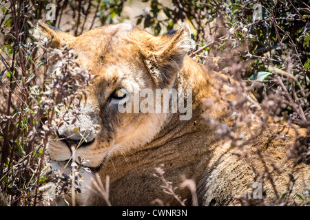 NGORONGORO CRATER, Tanzania — A female lion sits partially obscured by plants at Ngorongoro Crater in the Ngorongoro Conservation Area, part of Tanzania's northern circuit of national parks and nature preserves. Stock Photo