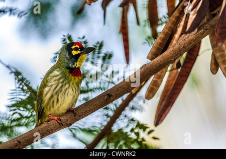 Beautiful small Bird Coppersmith Barbet perched on a tree branch Stock Photo