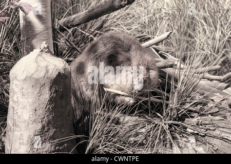 A black and white photo of a beaver chewing on a branch of a tree, with stump of tree in foreground.  Canada, summer, sunny. Stock Photo