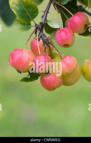 Malus 'Crittenden'. Crab apple 'Crittenden' growing in an English Orchard. Stock Photo