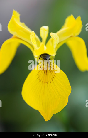 Bumble Bee gathers nectar from Yellow Flag Iris, Iris pseudacorus, in The Cotswolds, Oxfordshire, UK Stock Photo