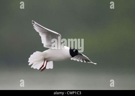 Saunders's Gull (Chroicocephalus saundersi) adult, breeding plumage, in flight, Mai Po Nature Reserve, Hong Kong, China, march Stock Photo