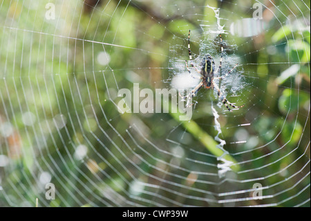 Yellow Garden Spider (argiope aurantia) in spiderweb waiting for prey Stock Photo