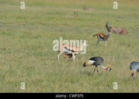 Thomson's gazelle (Eudorcas thomsonii - Gazella thomsonii) mother suckling calf in the savanna near Grey-crowned crane Stock Photo