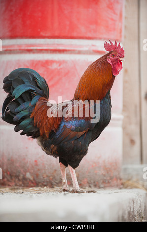Rooster, side view Stock Photo