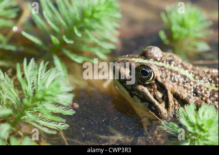 Natterjack toad swimming among parrotfeather plants Stock Photo