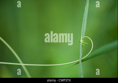 Tendril curling around blade of grass Stock Photo - Alamy