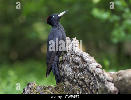 Black Woodpecker (Dryocopus martius) adult female, perched on log in woodland, Hortobagy N.P., Hungary, may Stock Photo