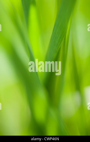 Abstract green grass close up blur background Stock Photo - Alamy