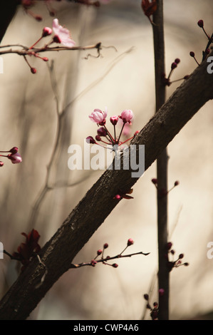 Cherry blossoms opening on branch Stock Photo