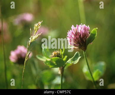 Trifolium, Clover Stock Photo