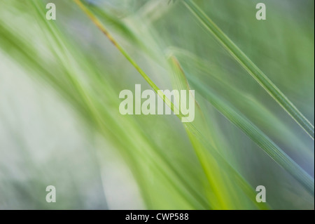Plant leaves, soft focus Stock Photo