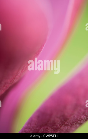 Abstract close-up of tulip Stock Photo