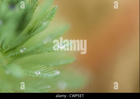 Dew drops on parrotfeather plant (Myriophyllum aquaticum) Stock Photo