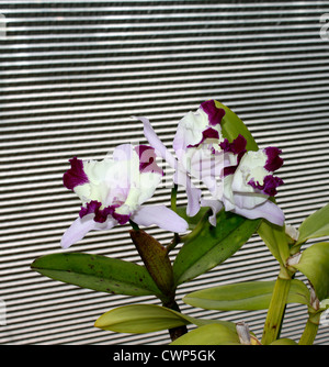 LAELIOCATTLEYA HAWAIIAN FANTASY DORA ORCHID. Stock Photo