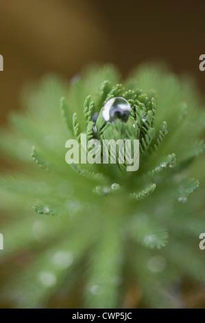 Parrotfeather (Myriophyllum aquaticum) Stock Photo