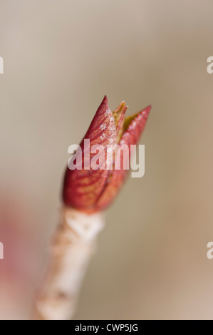 Hydrangea Budding New Budding Hydrangea Stock Photo - Alamy