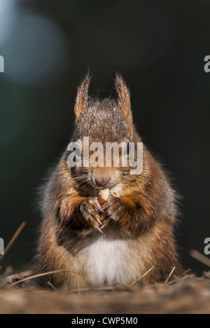 Eurasian Red Squirrel (Sciurus vulgaris) adult, feeding on peanut, Formby Point, Merseyside, England, november Stock Photo