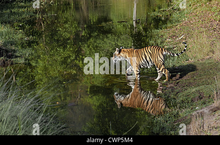 Indian Tiger (Panthera tigris tigris) adult female, pregnant, crossing stream, Bandhavgarh N.P., Madhya Pradesh, India Stock Photo